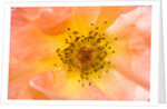 Close-up or Orange Shrub Rose by Anonymous