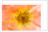 Close-up or Orange Shrub Rose by Anonymous