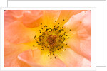 Close-up or Orange Shrub Rose by Anonymous