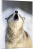 Gray Wolf Howling by Anonymous