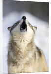 Gray Wolf Howling by Anonymous