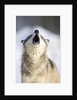 Gray Wolf Howling by Anonymous