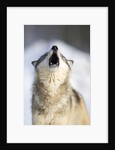 Gray Wolf Howling by Anonymous