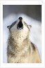 Gray Wolf Howling by Anonymous