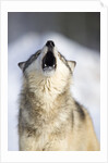 Gray Wolf Howling by Anonymous
