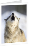 Gray Wolf Howling by Anonymous