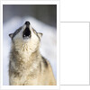 Gray Wolf Howling by Anonymous