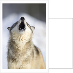 Gray Wolf Howling by Anonymous