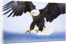 Bald Eagle Landing by Anonymous