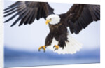 Bald Eagle Landing by Anonymous