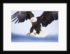 Bald Eagle Landing by Anonymous