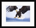 Bald Eagle Landing by Anonymous