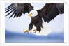 Bald Eagle Landing by Anonymous