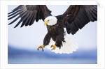 Bald Eagle Landing by Anonymous