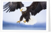Bald Eagle Landing by Anonymous