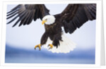 Bald Eagle Landing by Anonymous