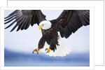 Bald Eagle Landing by Anonymous