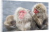 Japanese Macaques in Hot Spring by Anonymous