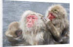 Japanese Macaques in Hot Spring by Anonymous