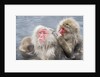 Japanese Macaques in Hot Spring by Anonymous