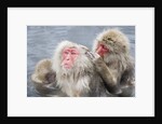 Japanese Macaques in Hot Spring by Anonymous