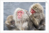 Japanese Macaques in Hot Spring by Anonymous