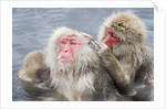 Japanese Macaques in Hot Spring by Anonymous