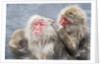 Japanese Macaques in Hot Spring by Anonymous
