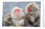 Japanese Macaques in Hot Spring by Anonymous