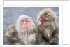 Japanese Macaques in Hot Spring by Anonymous