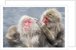 Japanese Macaques in Hot Spring by Anonymous