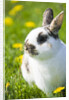Dwarf Rabbit in Grass by Anonymous