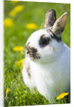 Dwarf Rabbit in Grass by Anonymous