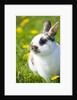 Dwarf Rabbit in Grass by Anonymous
