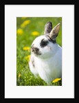 Dwarf Rabbit in Grass by Anonymous