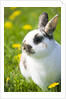 Dwarf Rabbit in Grass by Anonymous