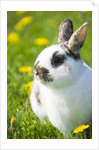 Dwarf Rabbit in Grass by Anonymous