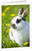 Dwarf Rabbit in Grass by Anonymous