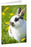 Dwarf Rabbit in Grass by Anonymous