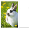 Dwarf Rabbit in Grass by Anonymous