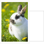 Dwarf Rabbit in Grass by Anonymous