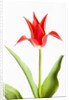Red Tulip by Anonymous