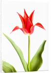 Red Tulip by Anonymous