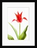 Red Tulip by Anonymous