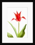 Red Tulip by Anonymous