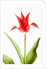 Red Tulip by Anonymous