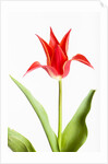 Red Tulip by Anonymous