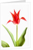 Red Tulip by Anonymous