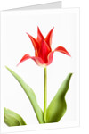 Red Tulip by Anonymous