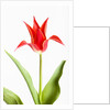 Red Tulip by Anonymous